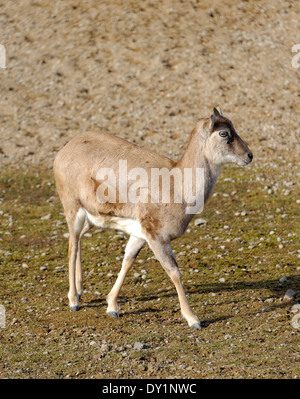 Mouflon (Ovis aries gmelini) est une sous-espèce groupe du mouflon Ovis orientalis. Banque D'Images