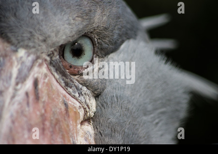 Shoebill, Balaeniceps rex d'oiseaux africains au Zoo de Ueno, Tokyo, Japon Banque D'Images