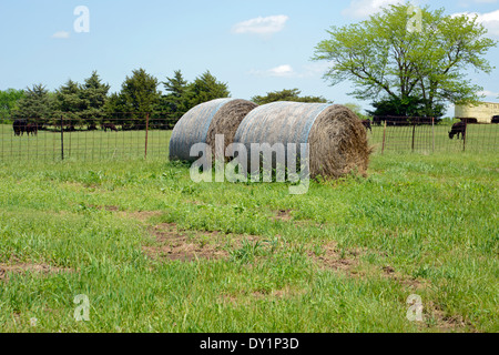 Deux grandes bottes de foin dans un champ par une clôture de pâturage et contenant les bovins et vaches Banque D'Images