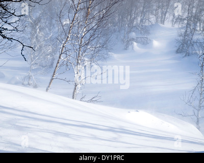 La neige fraîche en norvégien forêt de bouleaux Banque D'Images