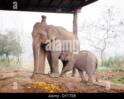 Les éléphants domestiqués en Asie d'équitation sur le bord du parc national de Bardia, Népal Banque D'Images