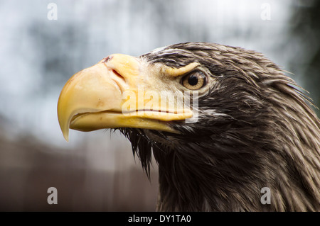 L'aigle de mer de Steller (Haliaeetus pelagicus ) Banque D'Images