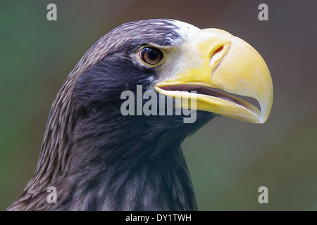 Der Riesenseeadler (Haliaeetus pelagicus) L'aigle de mer de Steller Banque D'Images