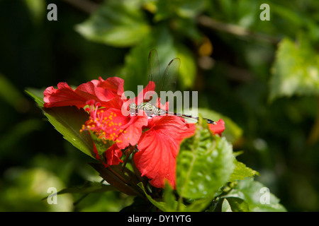 Libellule sur une fleur d'hibiscus rouge Banque D'Images