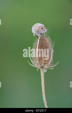 Souris d'Eurasie (Micromys minutus) Banque D'Images