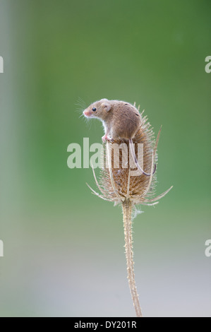 Souris d'Eurasie (Micromys minutus) Banque D'Images