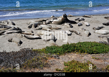 Les éléphants de mer, à San Simeon, California, USA Banque D'Images