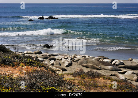 Les éléphants de mer, à San Simeon, California, USA Banque D'Images