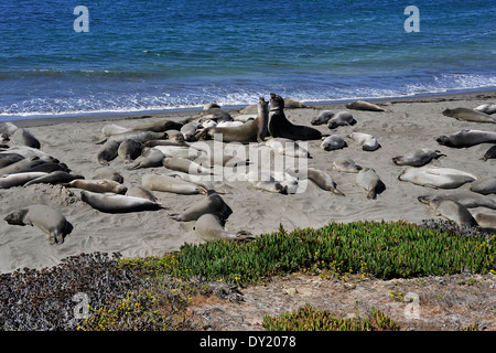 Les éléphants de mer, à San Simeon, California, USA Banque D'Images