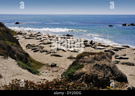 Les éléphants de mer, à San Simeon, California, USA Banque D'Images