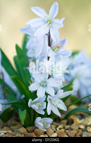 Scilla mischtschenkoana, Squill. Lampe, lumière pâle.Février fleurs bleues. Banque D'Images