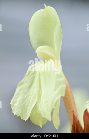 Roscoea cautleyoides 'Beauté',Roscoea de Kew. Plante vivace, juin. Fleurs jaune pâle. Banque D'Images