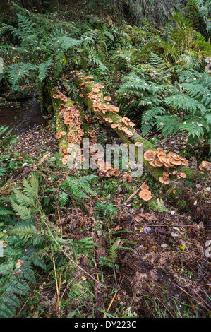 Miel foncé ( champignon Armillaria ostoyae) Banque D'Images