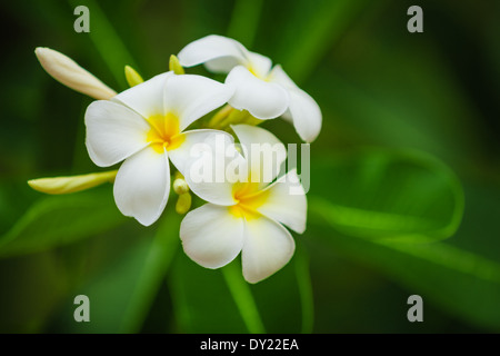 Belles fleurs blanches de Plumeria (Frangipaniers) sur fond de feuillage vert floue Banque D'Images