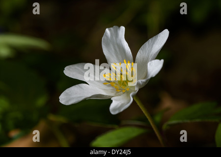 Macro closeup de belle arum creticum européenne forêt sauvage fleur sur fond verdâtre brouillée Banque D'Images