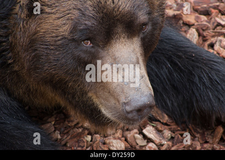 L'ours brun d'Hokkaido au Zoo de Ueno, Tokyo, Japon Banque D'Images