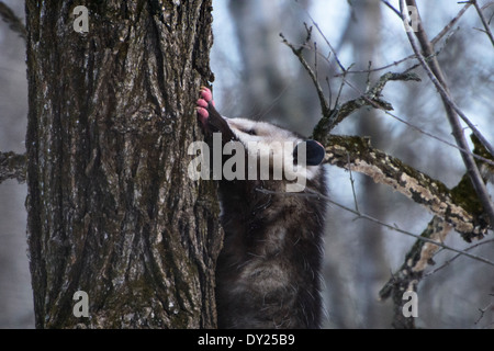 Wild opossum Didelphis virginiana, grimper sur un arbre. Banque D'Images