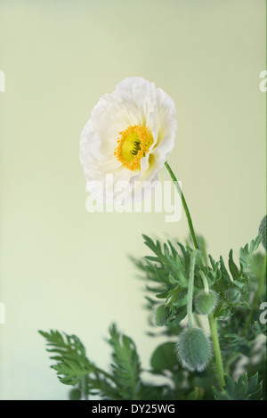 Pavot blanc avec des feuilles isolées sur fond blanc.Shallow DOF. Banque D'Images