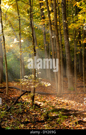 Matin soleil filtre à travers les arbres le long de Nine Mile Creek dans la région de Bloomington, MN. Banque D'Images