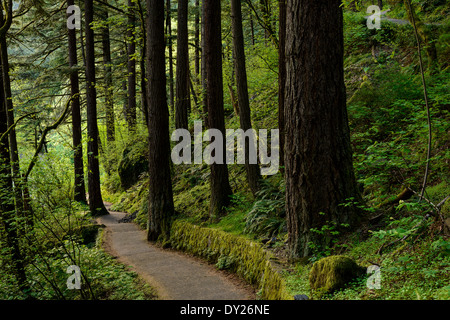 Sentier à travers la forêt à Réserve Naturelle Wahkeena tombe le long de la gorge du Columbia. Banque D'Images