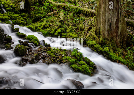 Réserve naturelle Wahkeena Creek passe à travers des forêts luxuriantes dans la gorge du Columbia. Banque D'Images