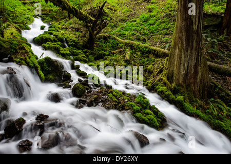 Réserve naturelle Wahkeena Creek passe à travers des forêts luxuriantes dans la gorge du Columbia. Banque D'Images