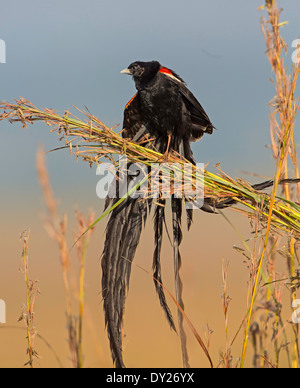 Longtailed veuve bird Banque D'Images