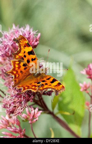 Polygonia c-album, Virgule papillon sur Eupatorium maculatum Atropurpureum Group fleur. Septembre. Banque D'Images