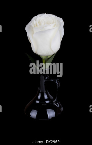 Amazing white rose en vase noir sur fond noir Banque D'Images