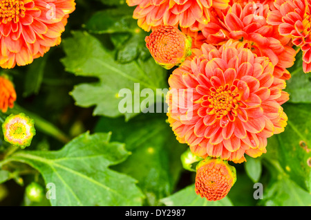Chrysanthème d'automne orange colorés Banque D'Images