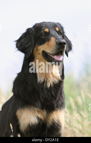 Portrait du Hovawart chien noir et feu de nature adultes attentifs face à face Banque D'Images