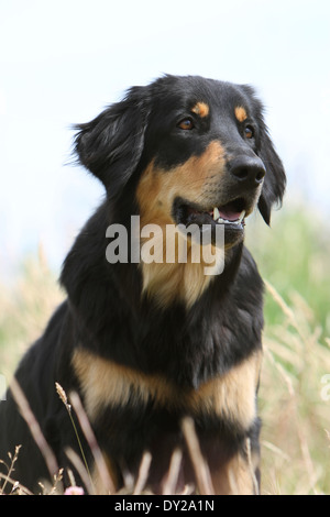 Portrait du Hovawart chien noir et feu de nature adultes attentifs face à face Banque D'Images