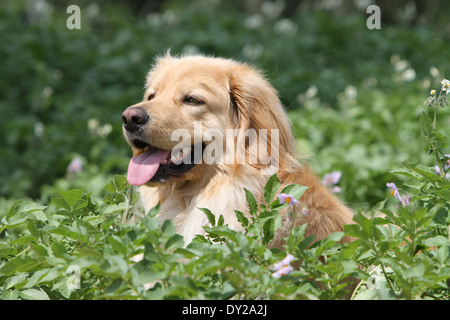 Blonde hovawart chien portrait adultes adultes assis assis face à l'écoute de la nature Banque D'Images