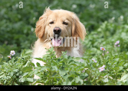 Blonde hovawart chien portrait adultes adultes assis assis face à l'écoute de la nature Banque D'Images