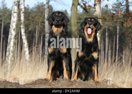 Chien Hovawart deux adultes assis assis noir et feu de la forêt attention animal mignon adorable animal domestique domestical hot Banque D'Images