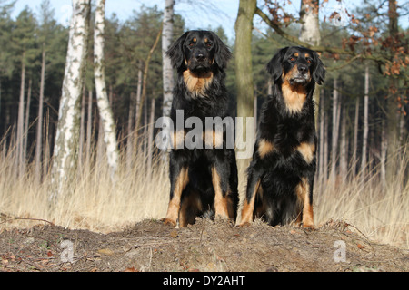 Chien Hovawart deux adultes assis assis noir et feu de la forêt attention animal mignon adorable animal domestique domestical hot Banque D'Images