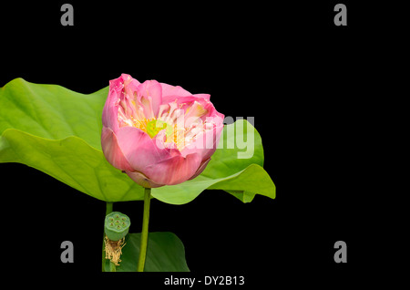 Lotus ou nénuphar sur fond noir Banque D'Images