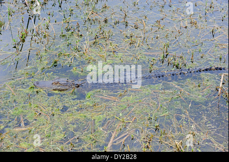 Alligator, Gator ou Alligator Alligator mississippiensis (commune), juvénile, Florida, USA Banque D'Images