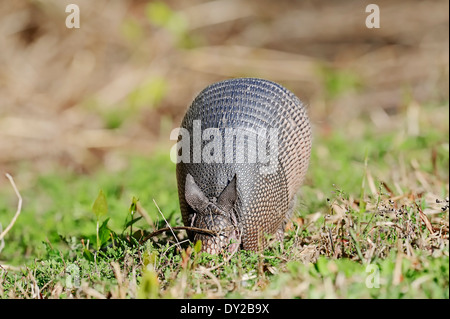 Tatou à neuf bandes ou Armadillo bec long (Dasypus novemcinctus), Florida, USA Banque D'Images