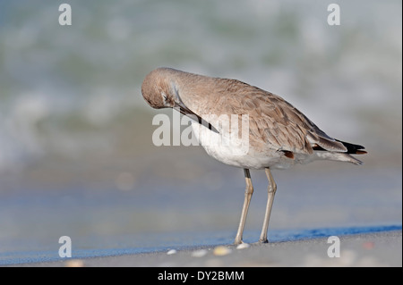 Willet (Tringa semipalmata, Catoptrophorus semipalmatus) en plumage d'hiver, Sanibel Island, Floride, USA Banque D'Images