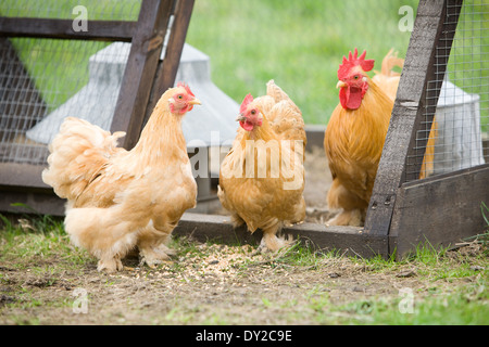 Deux poules poule avec un Coquelet à l'extérieur dans un petit fil stylo avec une mangeoire et abreuvoir Banque D'Images