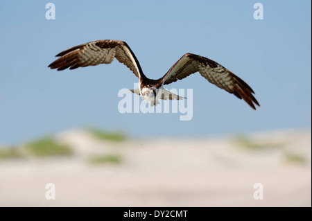 Balbuzard pêcheur (Pandion haliaetus carolinensis), Florida, USA Banque D'Images