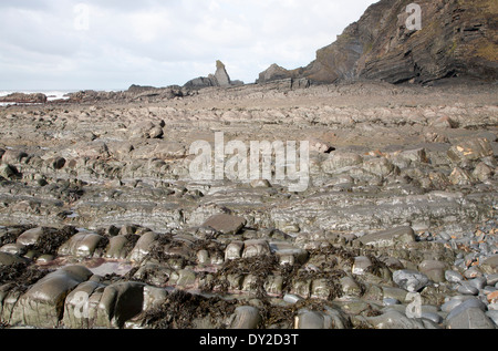 Vague d'érosion de la plate-forme rocheuse coupée de relief avec des crêtes formées par l'érosion des couches inclinées à Hartland Quay, North Devon, Angleterre Banque D'Images