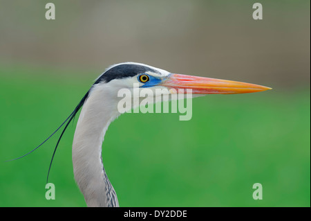 Grand Héron (Ardea herodias), Florida, USA Banque D'Images