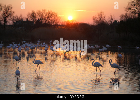 Coucher du soleil avec des flamants roses, le Parc Ornithologique du Pont de Gau, Camargue, France Banque D'Images