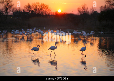 Coucher du soleil avec des flamants roses, le Parc Ornithologique du Pont de Gau, Camargue, France Banque D'Images