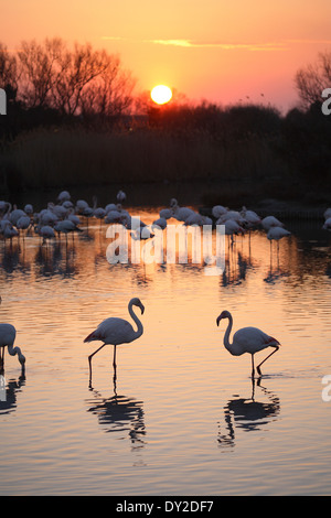 Coucher du soleil avec des flamants roses, le Parc Ornithologique du Pont de Gau, Camargue, France Banque D'Images