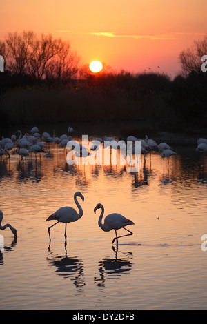 Coucher du soleil avec des flamants roses, le Parc Ornithologique du Pont de Gau, Camargue, France Banque D'Images