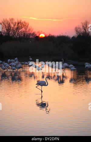 Coucher du soleil avec des flamants roses, le Parc Ornithologique du Pont de Gau, Camargue, France Banque D'Images