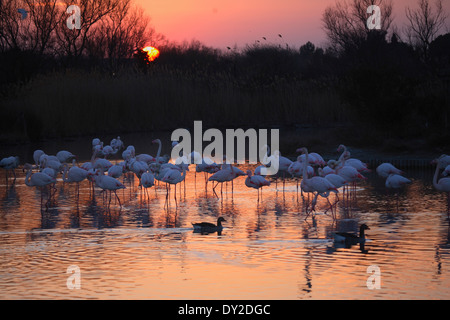 Coucher du soleil avec des flamants roses, le Parc Ornithologique du Pont de Gau, Camargue, France Banque D'Images